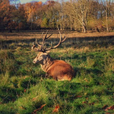 Wildlife, Landscape, and Nature photography